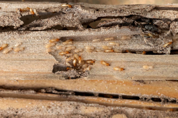 Best Termite Control Services  in , KS